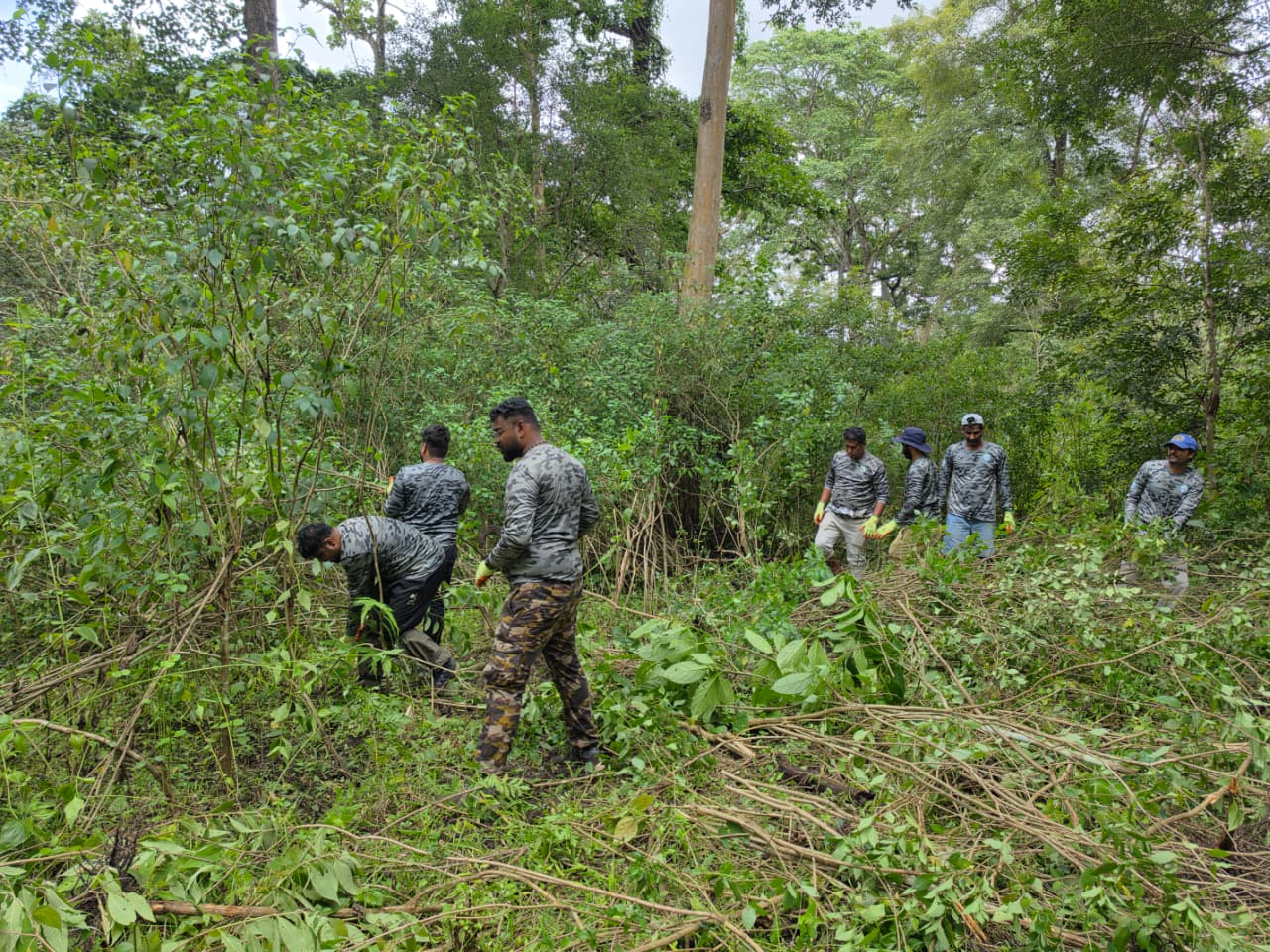 Forest restoration